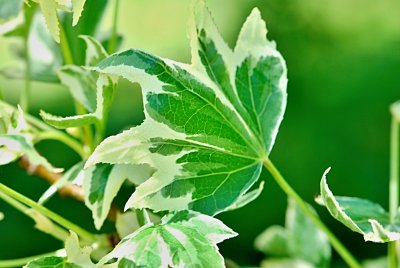 Liquidambar styraciflua 'Silver King' - ambroň západní - list